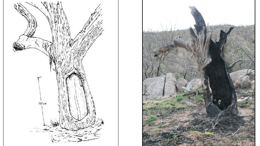 Scarred Tree Gunn 1983 and 2007